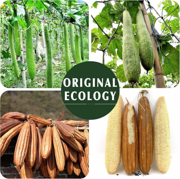 Natural Loofah Sponge Exfoliating Body Scrubber – Eco-Friendly & Biodegradable - Image 4