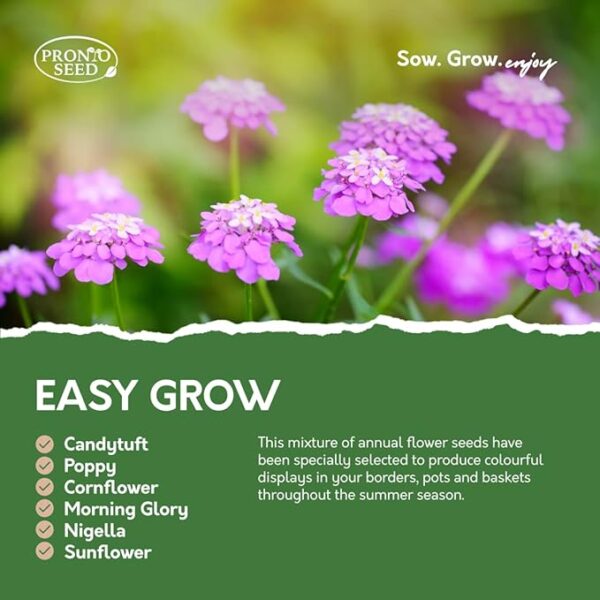 Pronto Seed Bumper Pack Grow Your Own Kit - 24 Varieties of Flowers - Over 3100 Seeds to Attract Butterflies & Bees - Gardening Gift for Women and Men (Flower Pack) - Image 4
