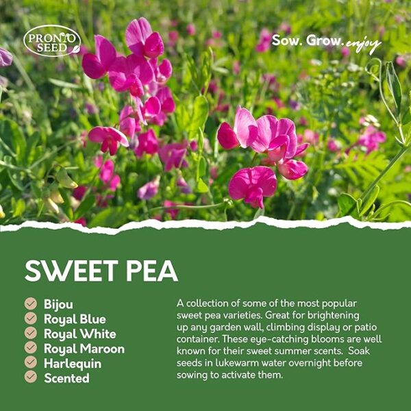 Pronto Seed Bumper Pack Grow Your Own Kit - 24 Varieties of Flowers - Over 3100 Seeds to Attract Butterflies & Bees - Gardening Gift for Women and Men (Flower Pack) - Image 2